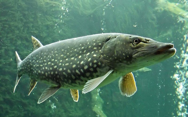 Продам живца чебак .