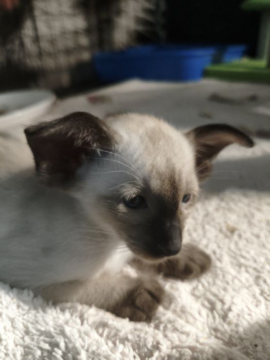 Ориентальные котята