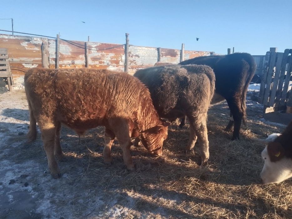 Еркек бұқа сатылады.