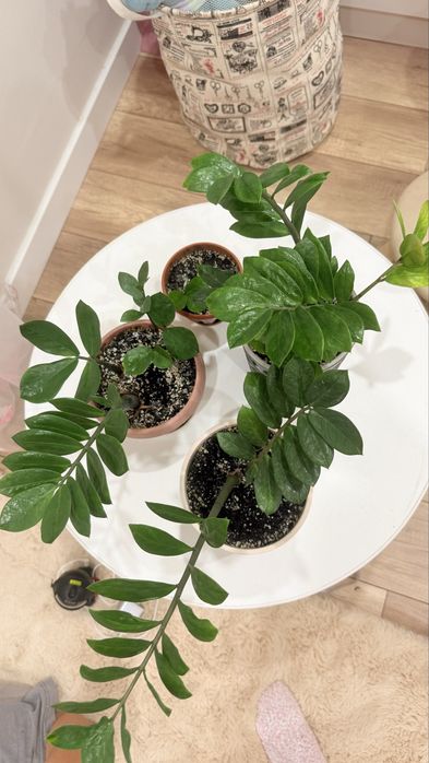 Продам фикус и замиакулька