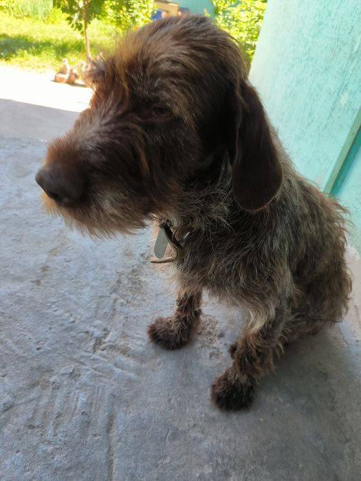 Пропала собака кобель плрды Дратхар