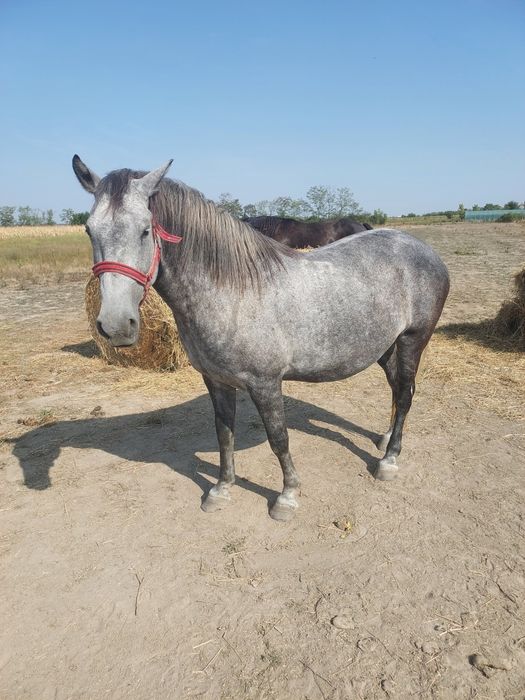 Iapa Lipitan cu Pedigree de la Herghelie