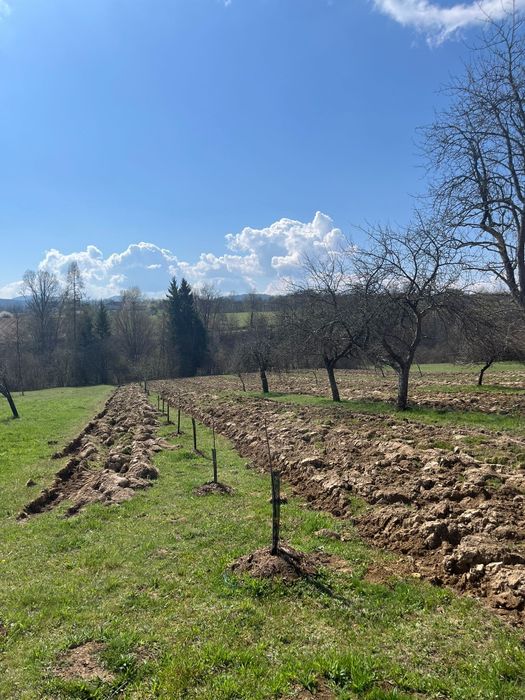 Casă și terenul aferent de 2 ha intravilan