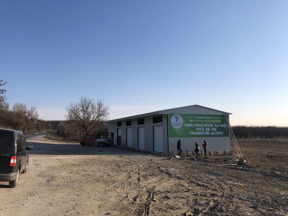 Vita de Vie - Altoită si Hibrid