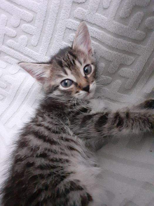Котёнок-ДЕВОЧКА 1.5 месяца