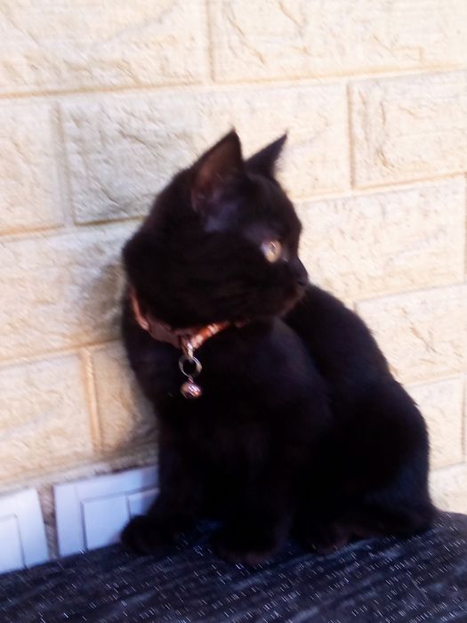 Отдам даром котенка