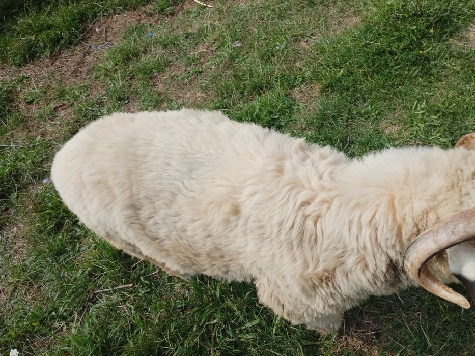 Berbecuț de vânzare