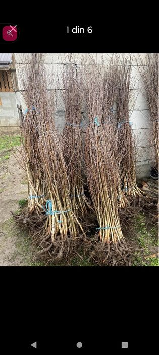 Vând puieți tratați 100%