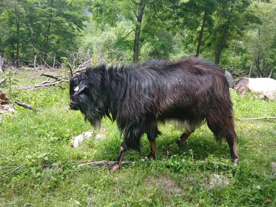 Vănd țap  iezi capre comuna Pui Hunedoara