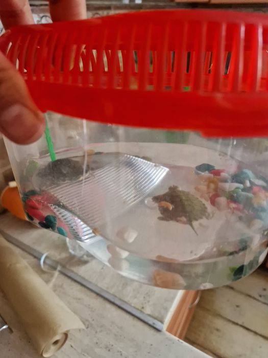 Черепашки 2 шт продам