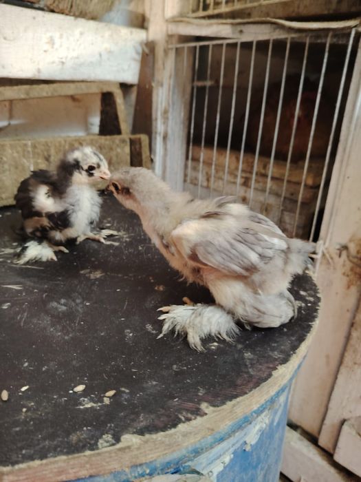 Продаются месячные  цыплята