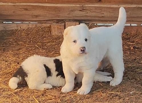 Продам самого крупного щенка