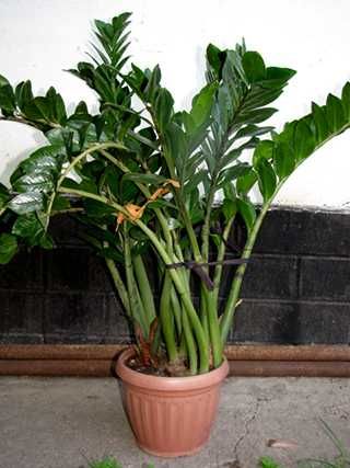 Замиокулькас, долларовое дерево.