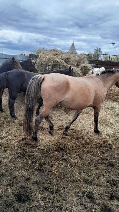 Продам кунандар жеребчики