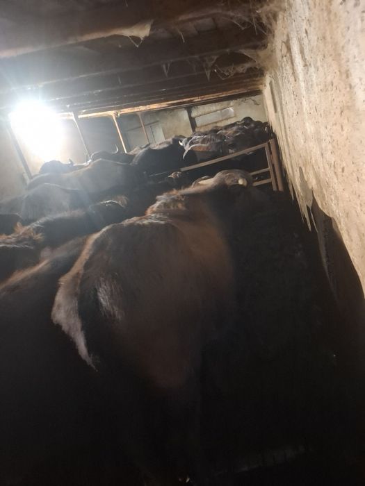 Vând taurasi de bivol