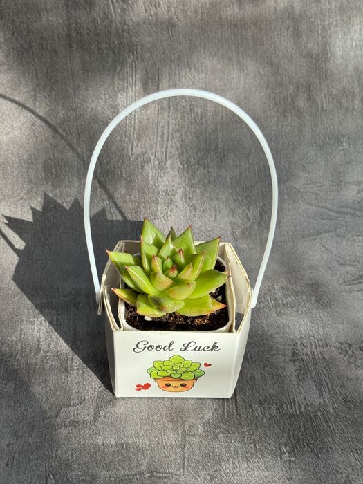 Тойбастар растения суккуленты