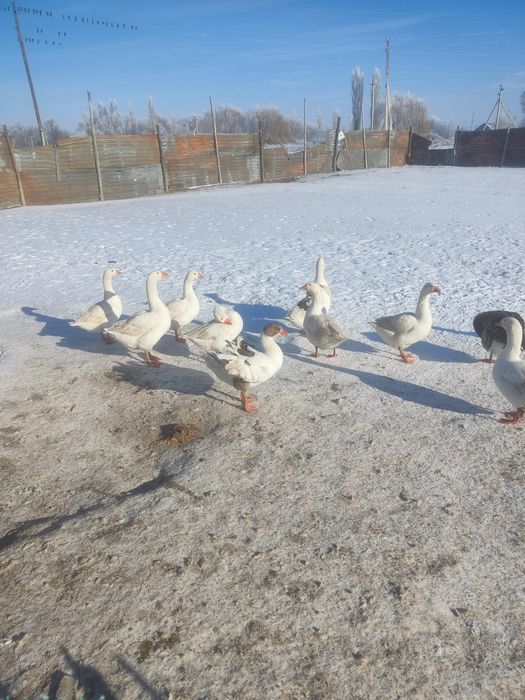 Продам жирных гусей