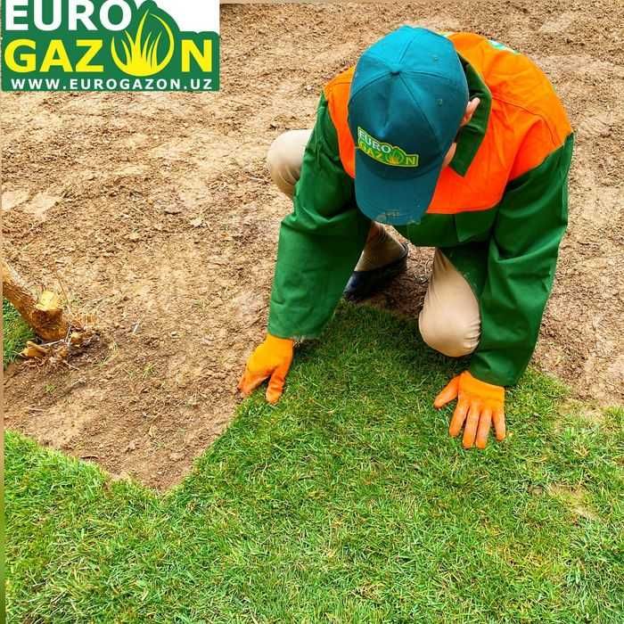 Газон рулоновый ландшафт полив газон gazon