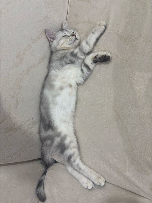 Mushuk 3 oylik shinshila serebro (narx kelishiladi)