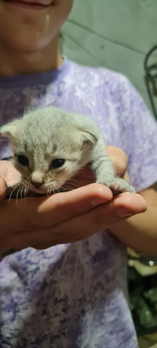 Котята  дымчатые