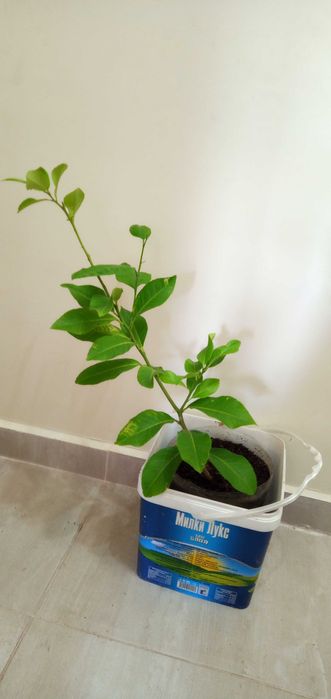 лимони-лимонови дръвчета