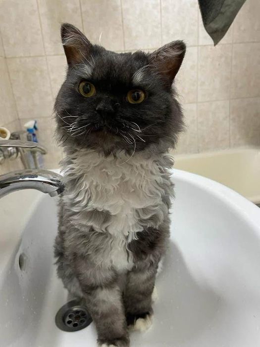 Adopție București – TIMUR & ZUZA