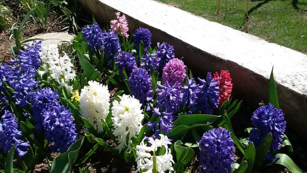 Луковици Нарцис, Зюмбюл и Минзухар