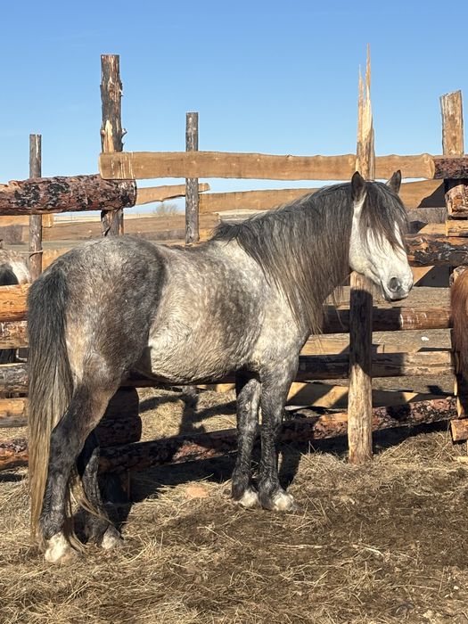 Жеребец табунный