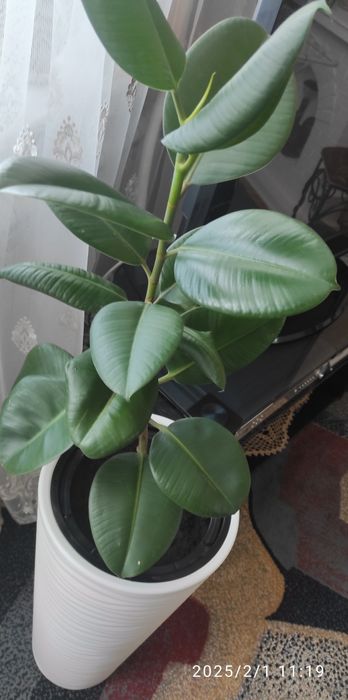 Фикус крупнолистный в кашпо