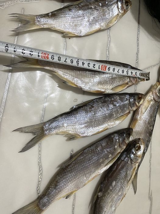 Кепкен ребец балықтары бар