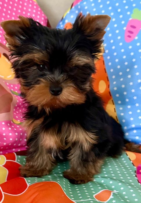 Yorkshire Terrier toy