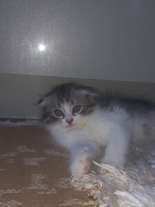 Шотландский вислоухи котенок