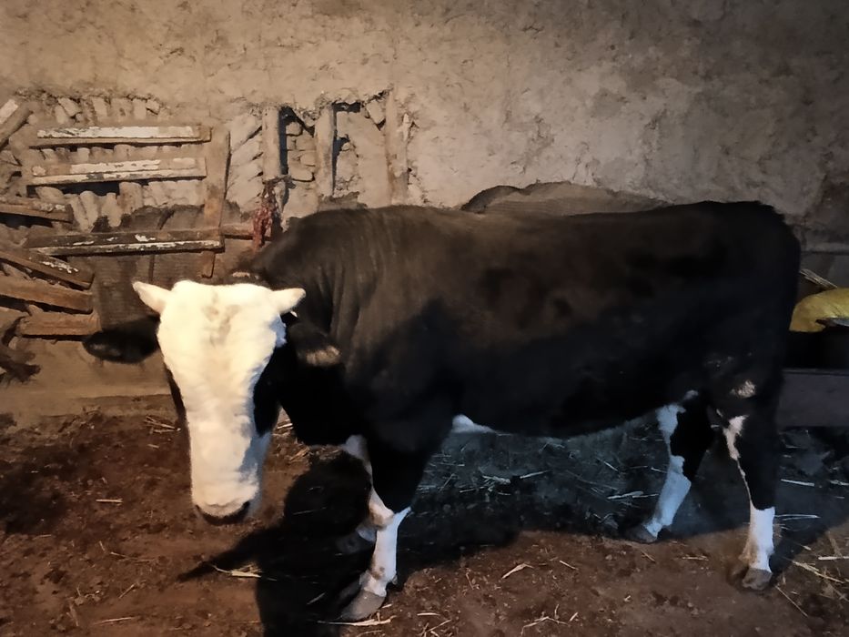 бука сотилади  ..