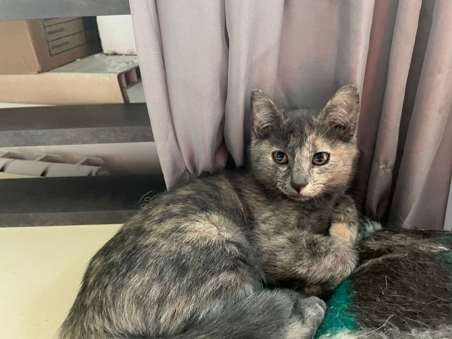 Котята от шотландской кошки