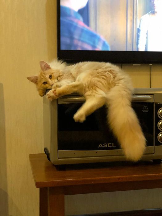 Котята мейнкун продаю