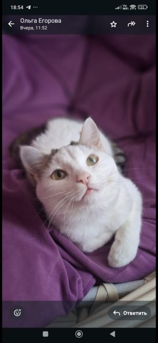 Бесплатно котик!