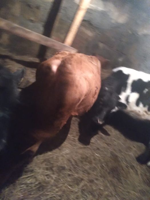 Продам телку одну на выбор