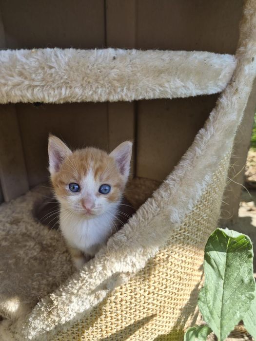 Pisicute spre adoptie