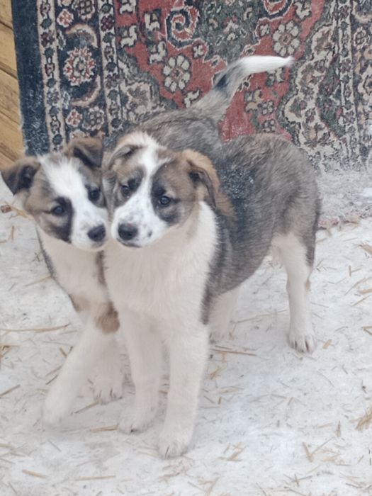 Щенки двортерьера