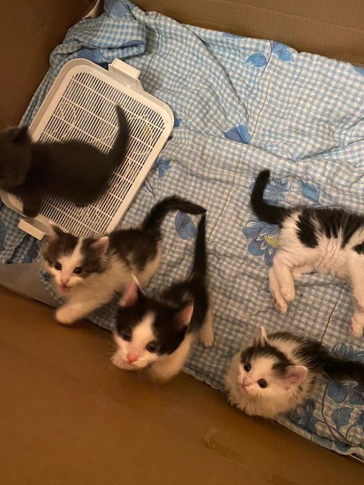 Котята в добрые руки, бесплатно