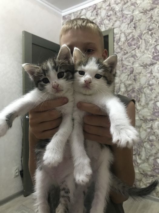 Котят в добрые руки, мальчики