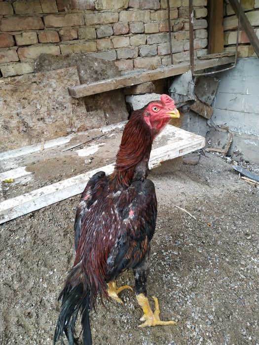 Dakan xoroz zoti turk