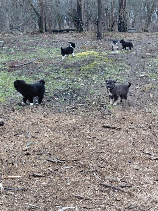 Donez catei maidanezi