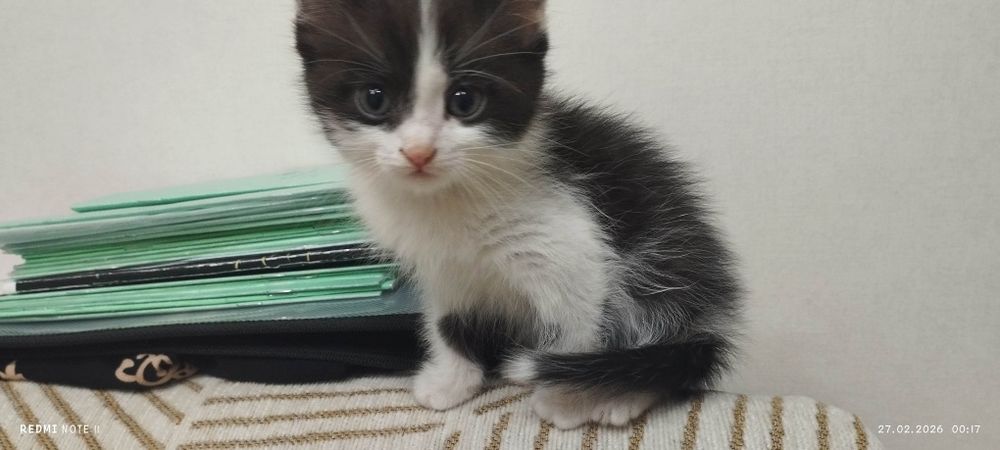 Котенок 2 месяца