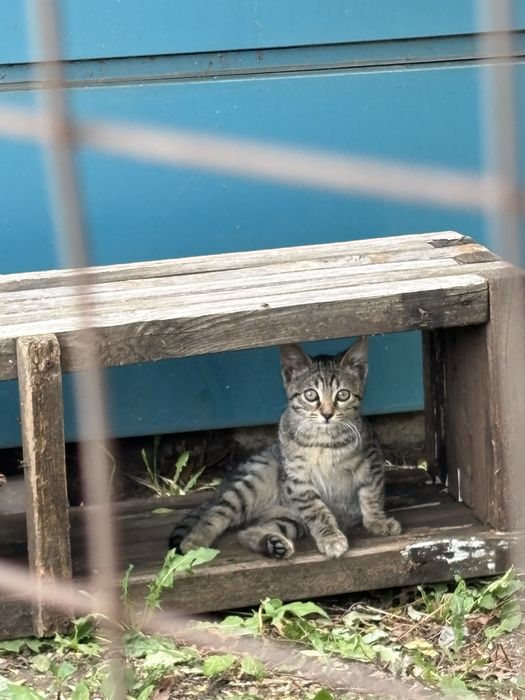 Бангаранга - коте на 3 месеца търси дом или приемна грижа