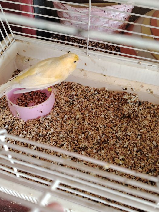 Canar mascul galben și porumbei postasi