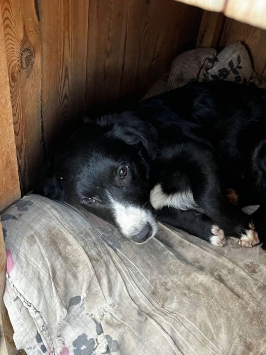 Отдам щенков в хорошие руки