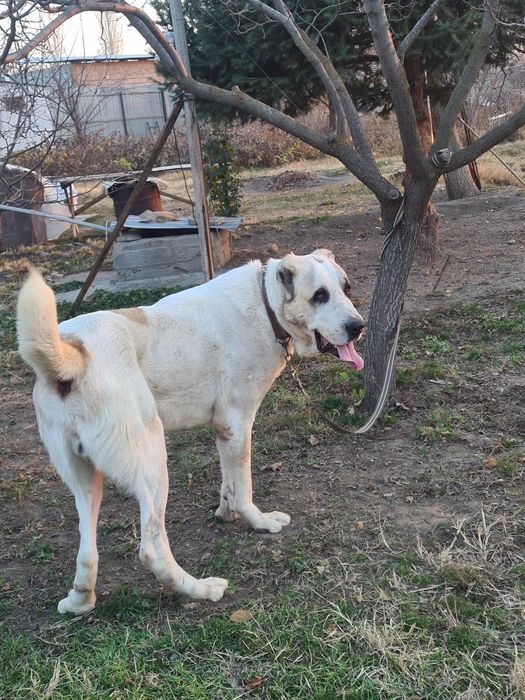 Продам алабай кабель