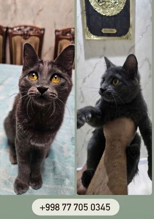 Котёнок ищет дом