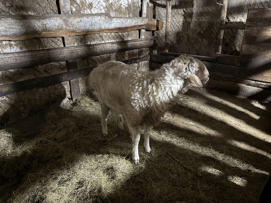 Кошкар с откорма